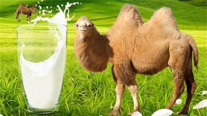 哪种驼奶最好？骆驼奶粉选哪一家？怎么样才能买到真正正宗的呢？