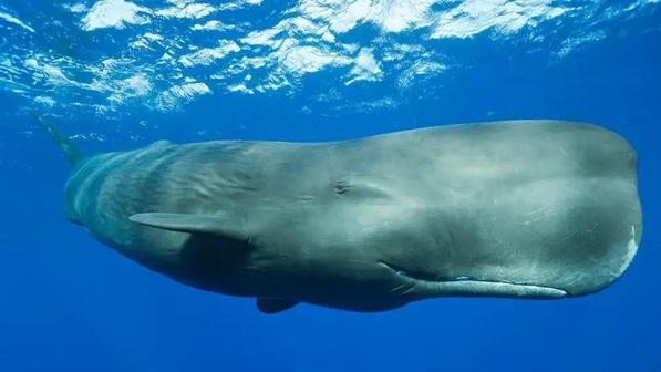 抹香鲸能潜入深海2000米，为什么造价600亿的核潜艇，却不行？