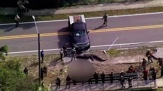 4米长巨鳄路边“吃人”，美发生惊人一幕：近亲在中国却是小可爱