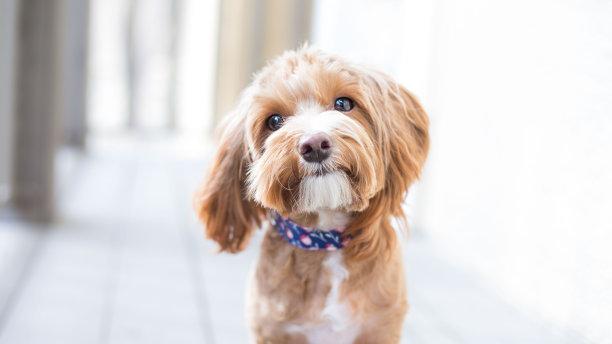 如何选择适合你的生活方式的狗狗品种