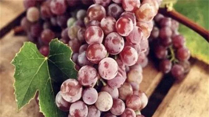 葡萄是热性还是凉性？适当食用葡萄有哪些好处？
