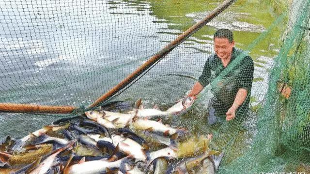 “捕捞自养的鱼，也违法吗？”捕鱼的老张被“捕”了！法院：判刑