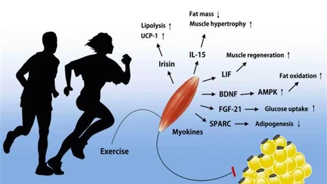 肿瘤|运动抗癌又添新证！每天锻炼10分钟，即可提升抗癌免疫细胞数量！