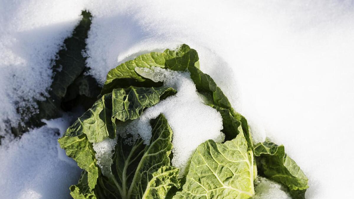 山东潍坊迎来新一轮降雪与寒流：极寒天气来临，赶紧采摘白菜