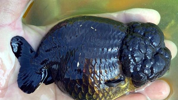 兰寿金鱼起源于哪里？怎样挑选优质的兰寿金鱼？你知道吗？