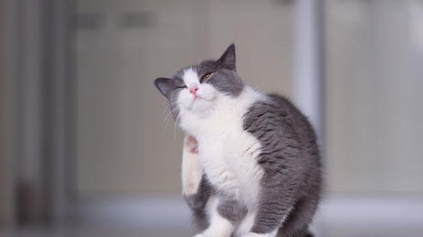 猫咪尾巴一直竖起，是不是会感到疲惫不堪？