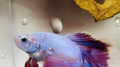 五彩斑斓的斗鱼，是养鱼爱好者的首选，你想养一条吗？