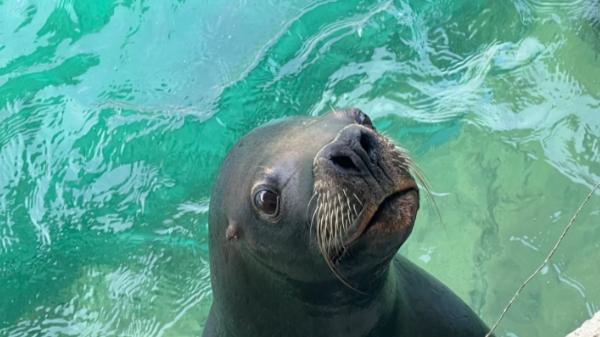 海洋世界的勇者，莉莉的故事，一个海狮如何勇敢面对挑战并成为领袖的故事