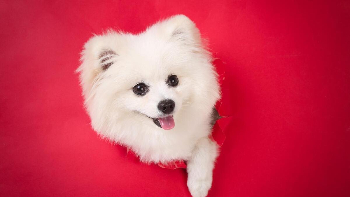 未来一个月，4大生肖财运旺盛，事业顺利，生活幸福，幸福甜蜜