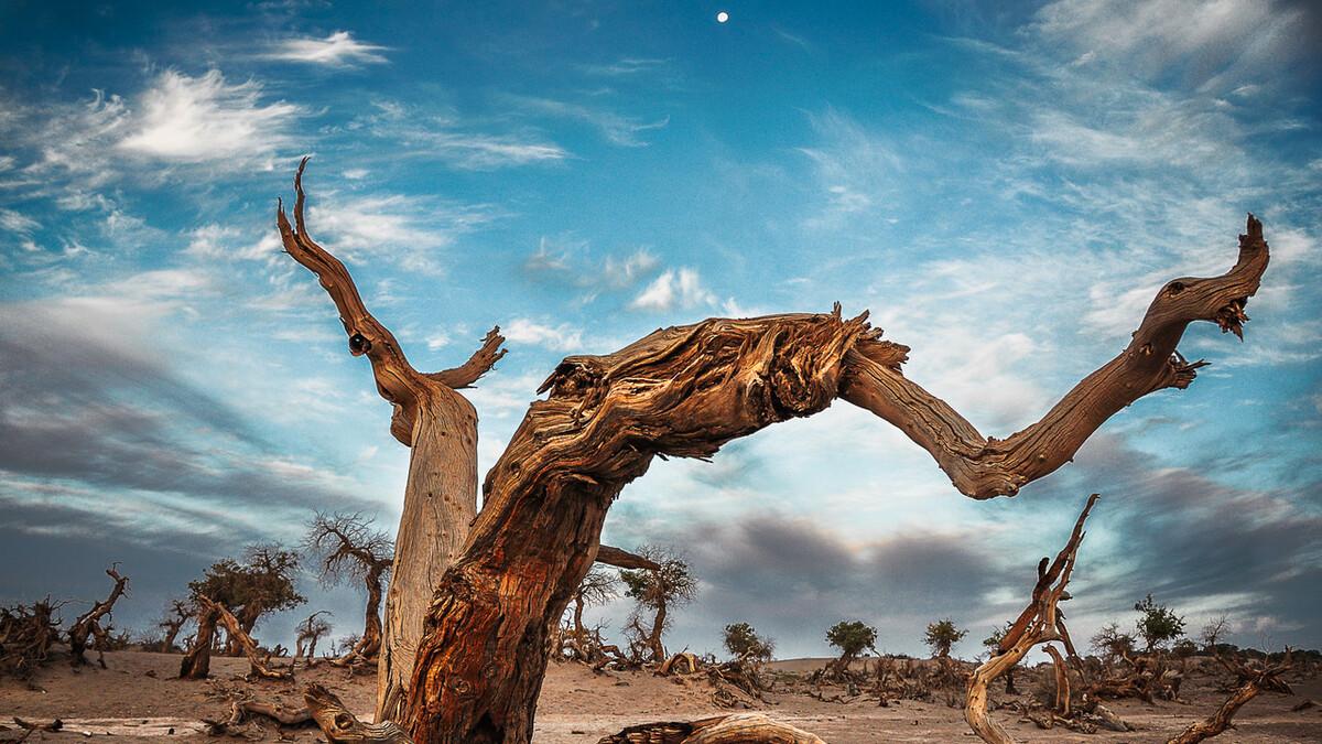 绝美的沙漠胡杨怎么拍才震撼？这3个拍摄方案，你一定要学！