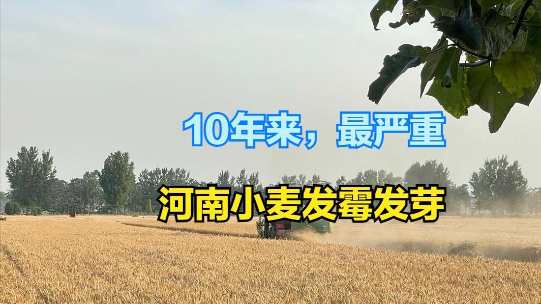 自认倒霉？河南麦收季遇10年最严重“烂场雨”，最新回应：将抢收