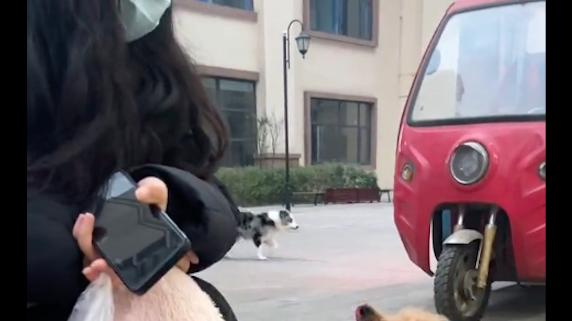 流浪狗紧跟小姐姐，拿命运做赌注终换回幸福，在凉山开启新狗生！