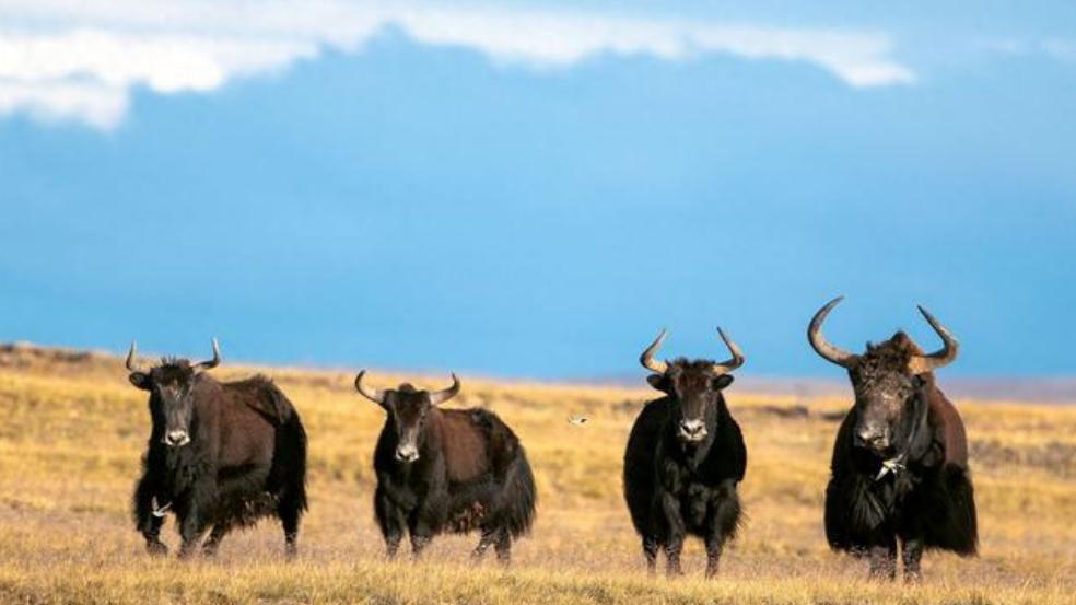 青海1600斤猛兽闯进牛群，头顶半米长角，劫持母牛当“压寨夫人”