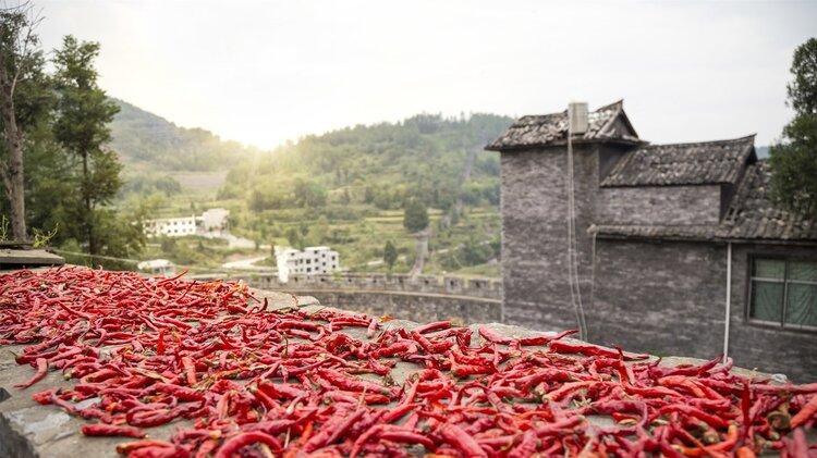 辣椒|多吃辣椒能长寿？北大研究：常吃辣椒能降低死亡风险，吃多少好？