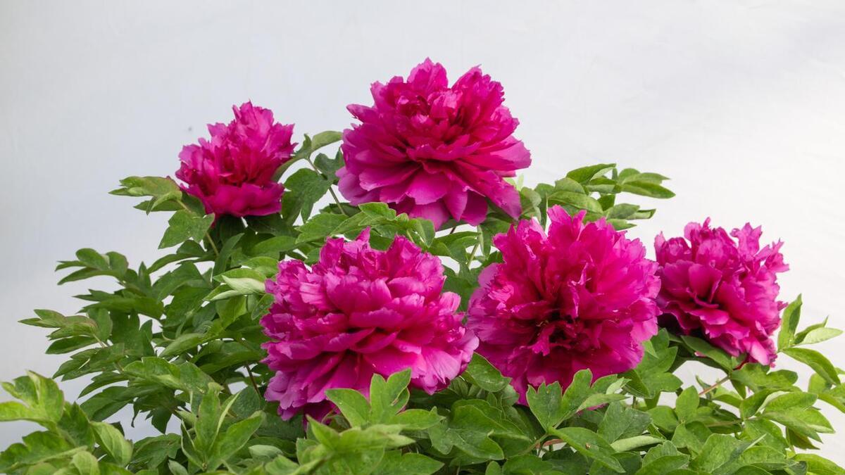 6月30号起它们三个将是事业步步高升的一个月。