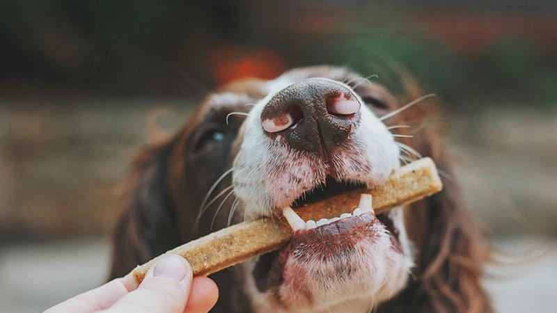 过去十年，中国成为增长最快的宠物食品进口国