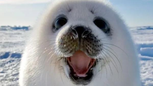 南极洲的英雄，提诺，一只拯救野生动物的灰海豹