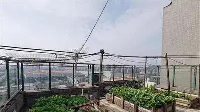 楼顶变成老人的菜园，规模之大，令人触目惊心，如何处理呢？