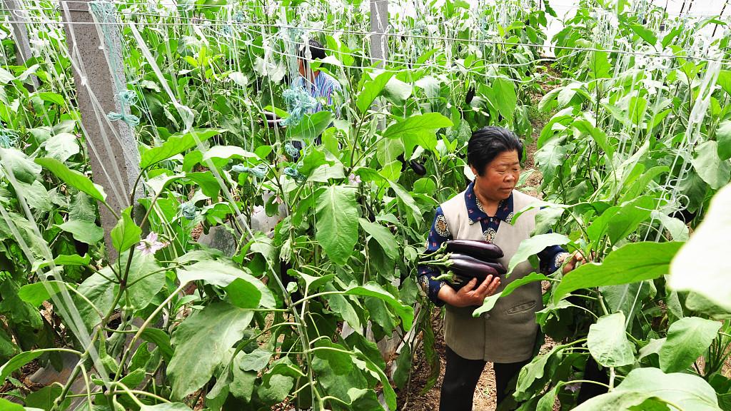 推进土地流转 助力粮食安全