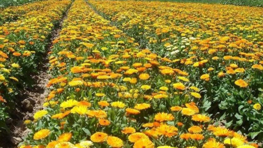 金盏菊如何养护可以四季开花？