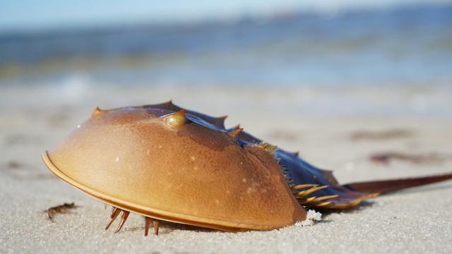 扛过几次大灭绝，存活4亿多年的蓝血生物，却因保护人类而濒危
