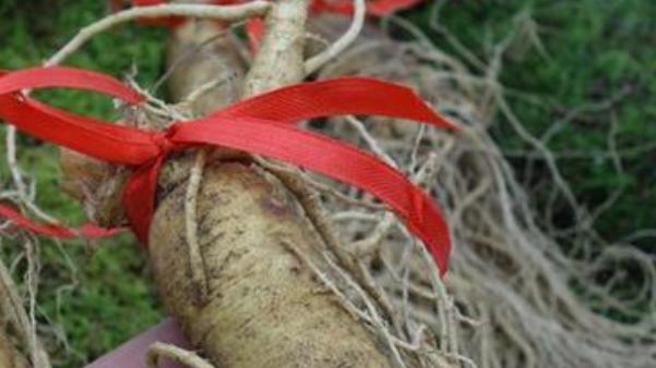 不懂就问-人参真的会跑吗