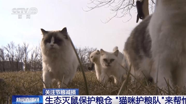 喵喵队全体出动！辽宁盘锦一企业用40多只猫组队守粮仓