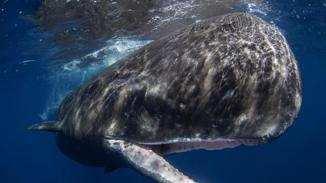 抹香鲸——神话中的利维坦，小说里愤怒的化身，现实中呢？