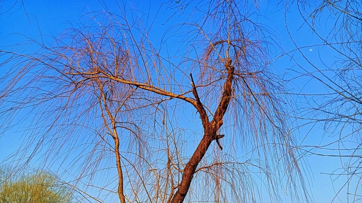 傍晚时分，蓝蓝的天空，金丝闪闪