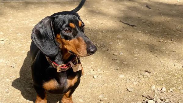 矮矮的腊肠犬，小巧可爱，你喜欢吗？