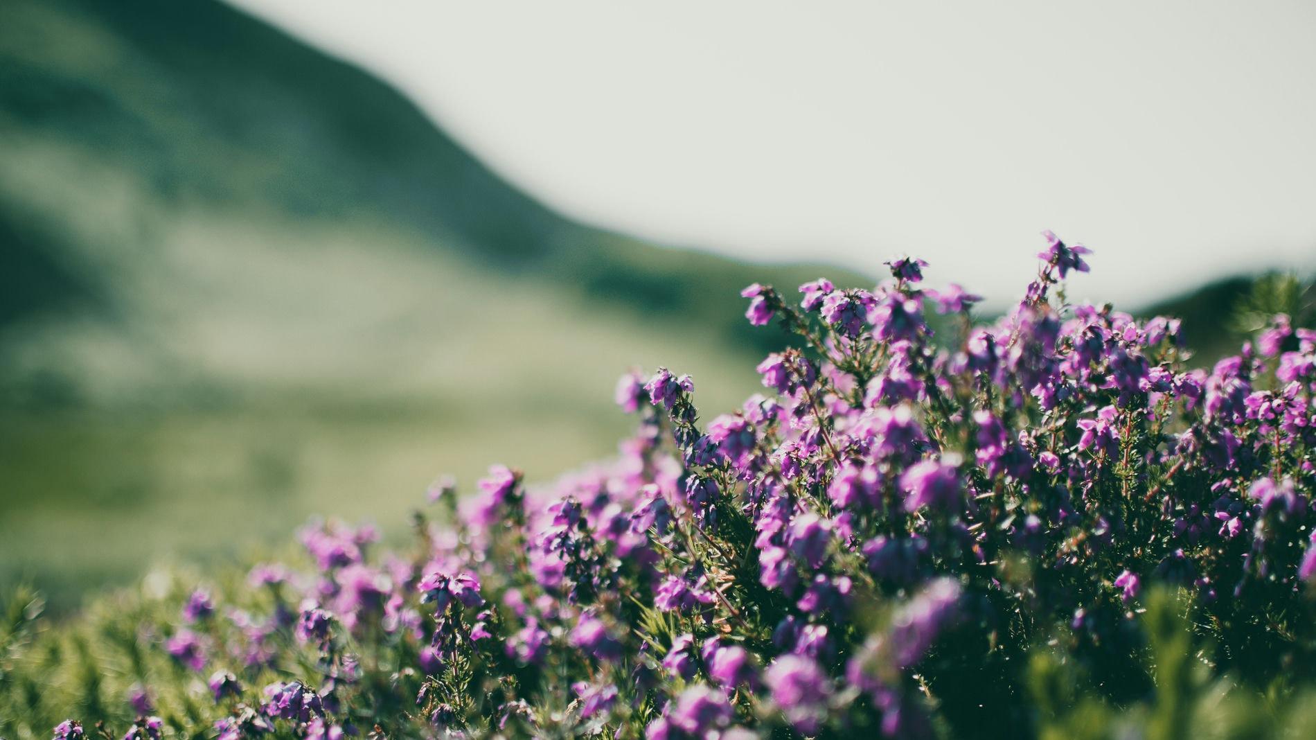 恭喜上榜！1月机运来临，运势全面开启，福运满堂，生财不断生肖