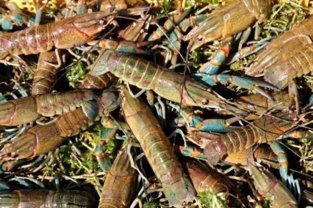 原来新疆真的产海鲜！！！