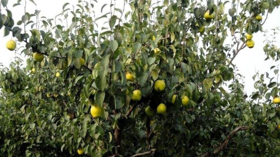 俗话说：“门口见阴树，日子过不顺”，这三种树千万别种家门口！