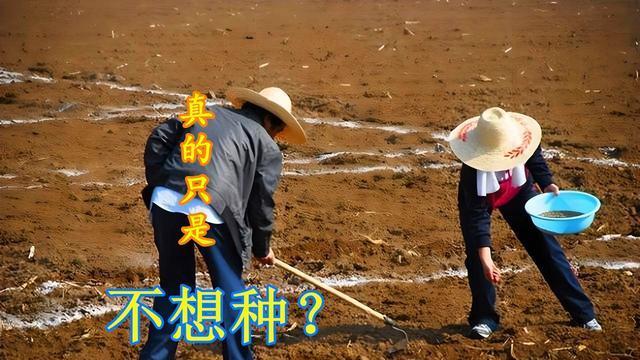 是不想种还是地难种？专家谈农民“被失地”，有两个“天大”误会