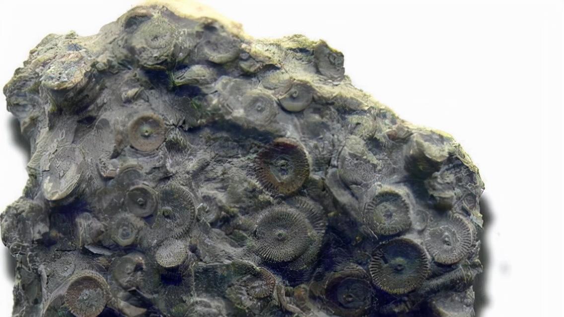 4亿年前的“齿轮”镶嵌在岩石中，述说着一个史前的巅峰时代