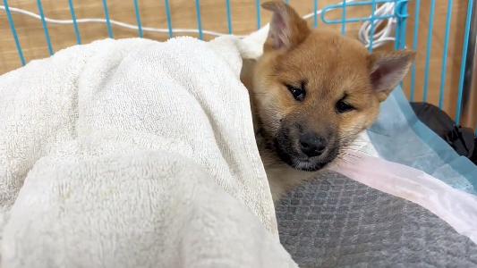 小树林里，依偎在死去同伴身边的小柴狗，坚持了5天，最后还是没能挺过来