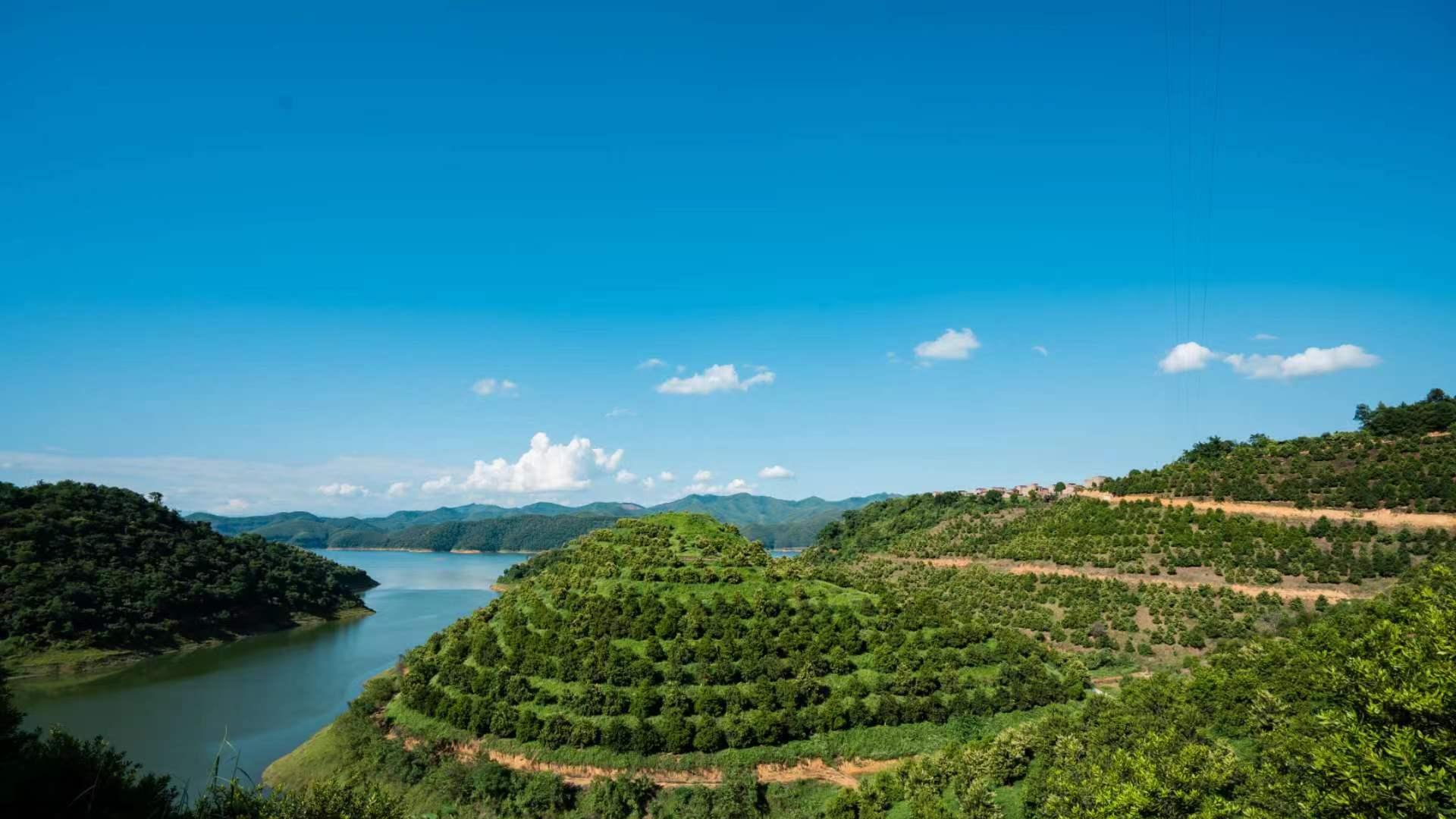 洽洽推出“认养一棵树”项目   助力乡村振兴