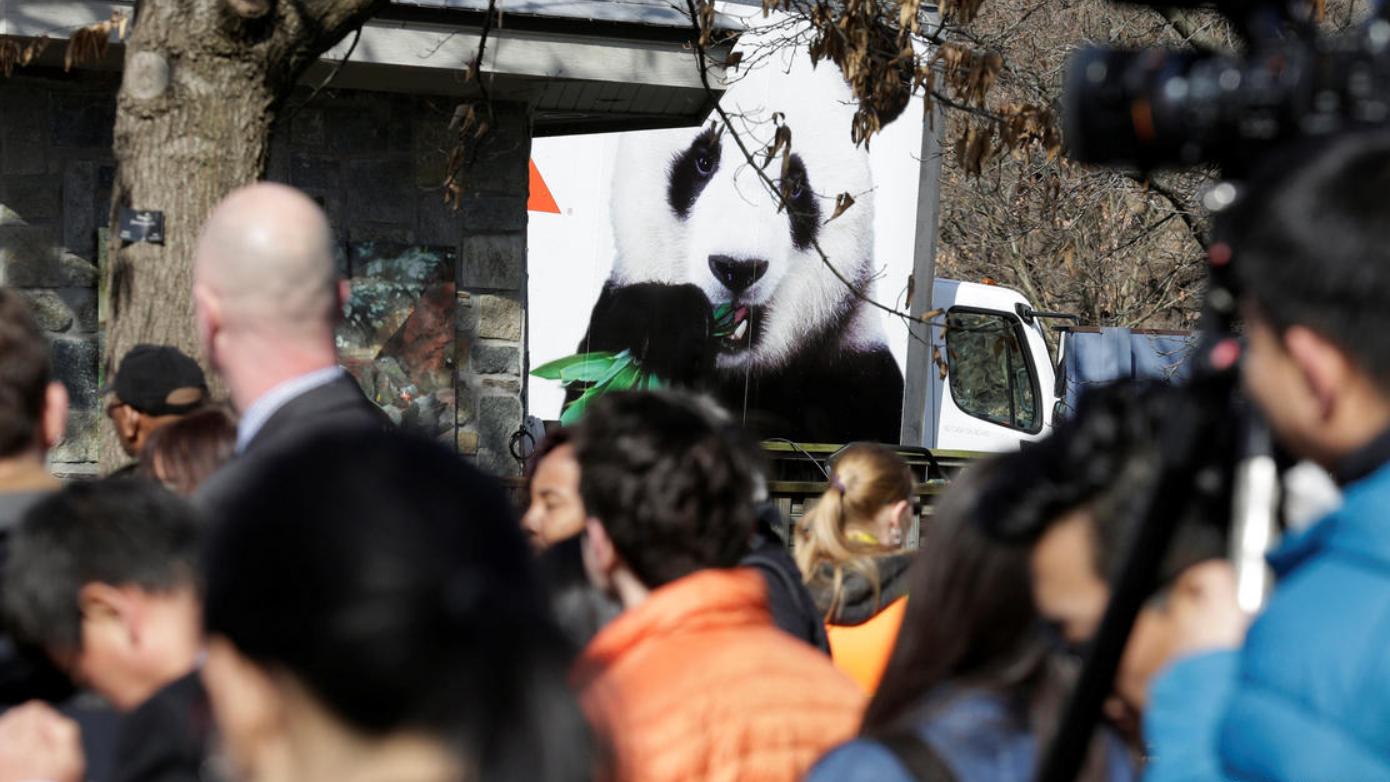 法旅熊猫“圆梦”回国！法国第一夫人为其送行, 回国将和姑姑相聚