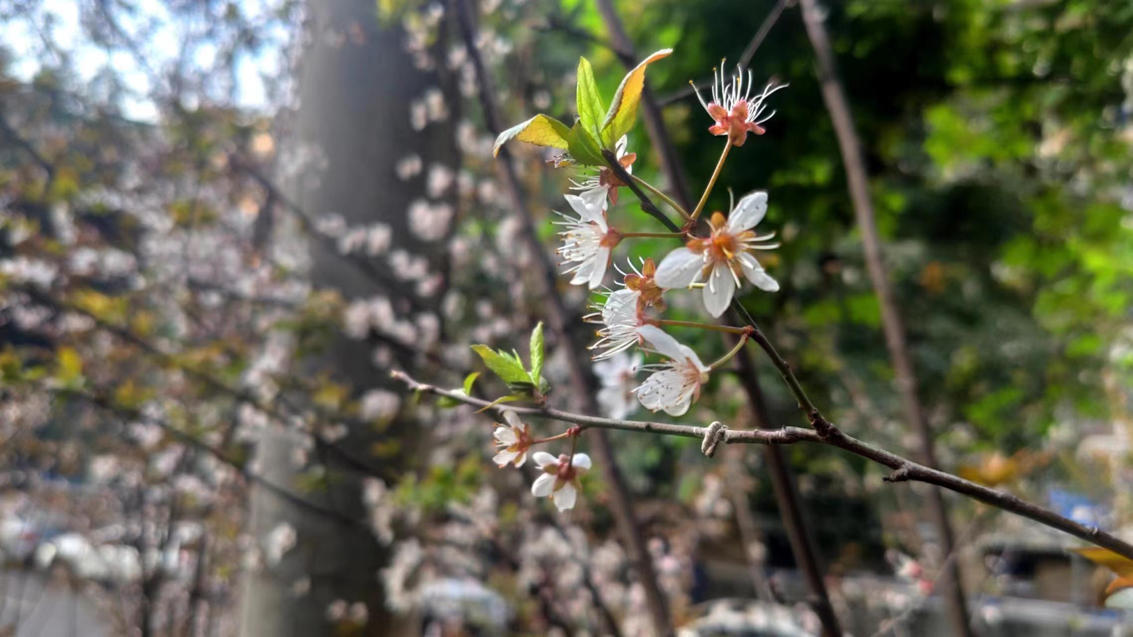 春分最忌讳3件事！春分是什么意思意味着什么？要干哪些农活？