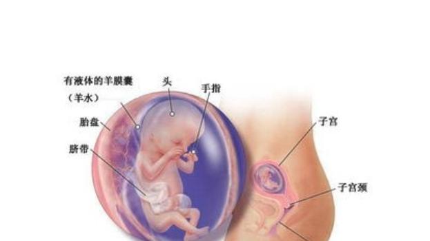 体质偏瘦弱的孕妈们，有可能三个月就能感受到胎动！！！