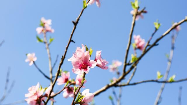 杭州另一盛宴开启，与太子湾“郁金花海”相当，人少路野风景赞！