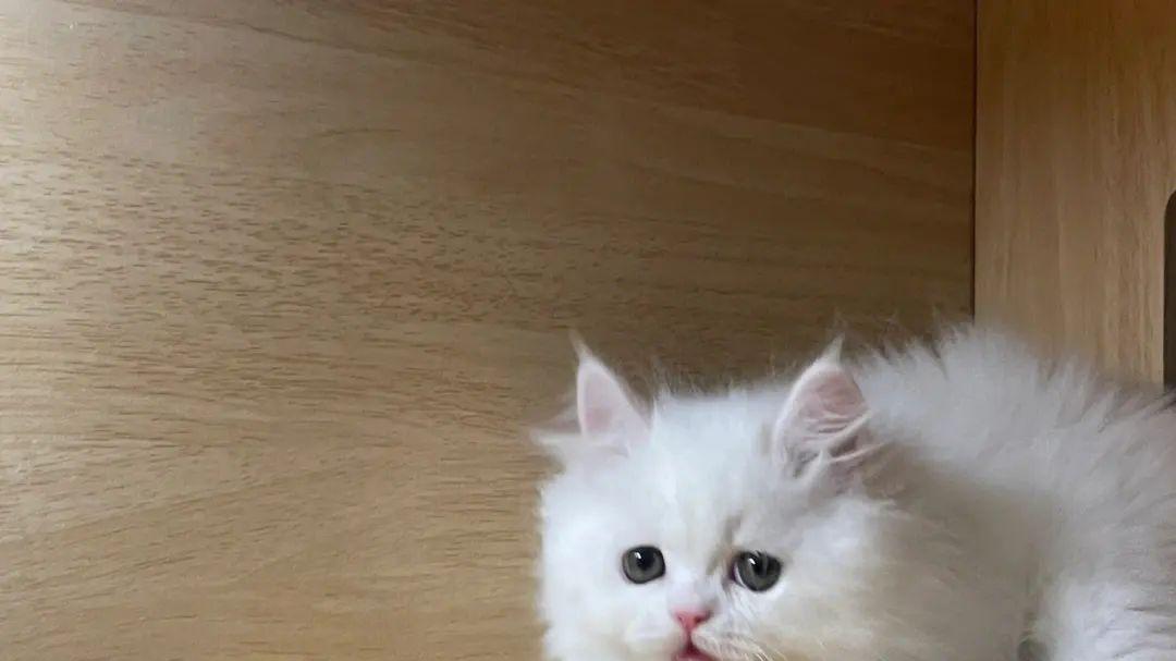 猫猫为何爱睡觉？