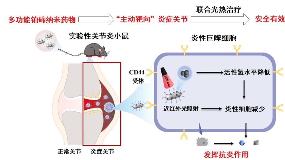 同济医院新型纳米药物靶向治疗体系有望减少类风湿药物治疗副作用