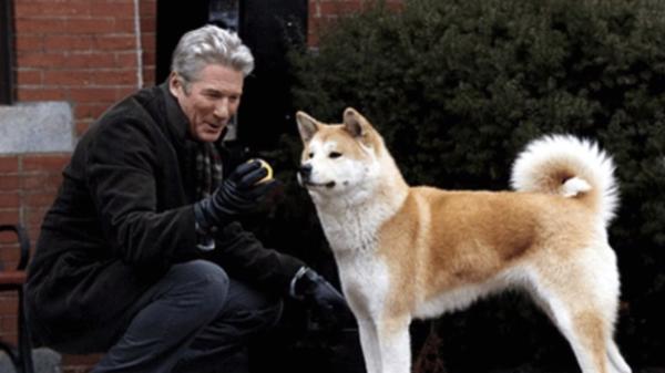 看完之后落泪了，小八，真的忠犬