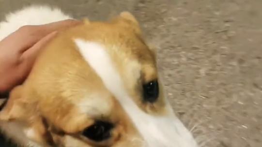 深夜独自徘徊的柯基犬，等了许久也没能等到主人，小哥：天很冷，请别抛弃它们
