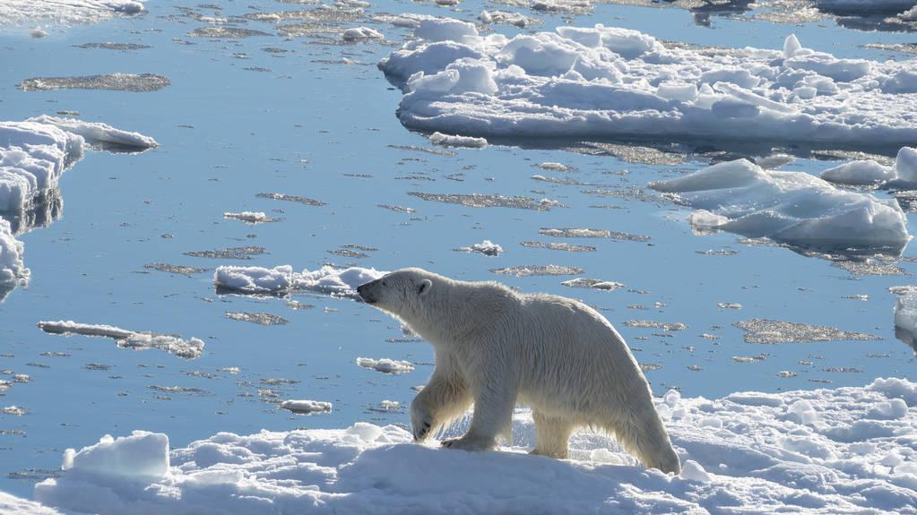 北极发现5.7万年前尸体，科学家担心有更可怕的东西，人类要警惕