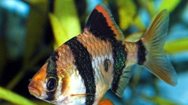 虎皮鱼是热带鱼吗？怎么分辨雄雌？你喜欢它吗？