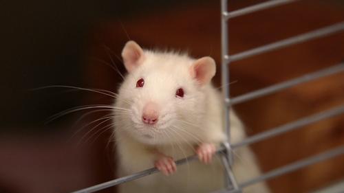 小鼠模型：揭示脂肪代谢与营养不良之关联的关键工具