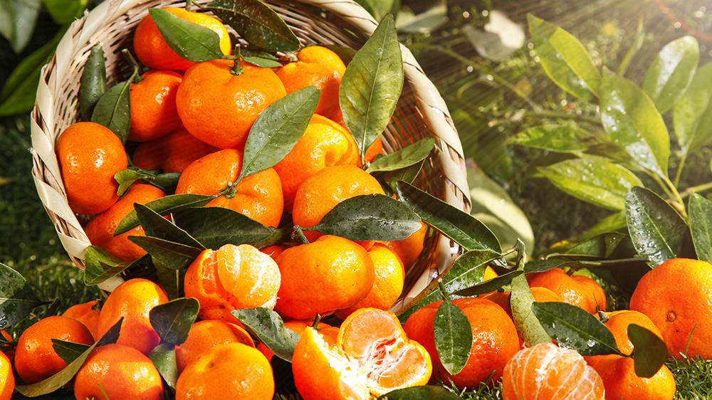 象州沙糖桔：来自“硒有佳果”的甜美之源