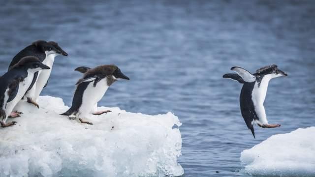 禽流感登陆南极 专家担心企鹅灭绝